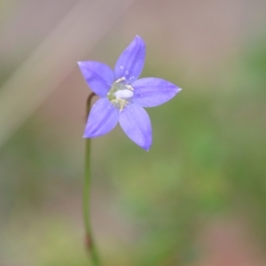 Wahlenbergia sp. at Mongarlowe, NSW - 17 Mar 2022