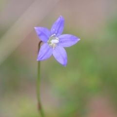 Wahlenbergia sp. (Bluebell) at Mongarlowe, NSW - 17 Mar 2022 by LisaH