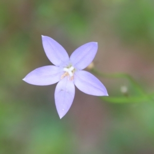 Wahlenbergia sp. at Mongarlowe, NSW - 17 Mar 2022