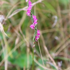 Spiranthes australis at Mongarlowe, NSW - suppressed