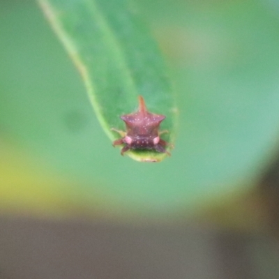 Sextius virescens (Acacia horned treehopper) at Mongarlowe, NSW - 17 Mar 2022 by LisaH