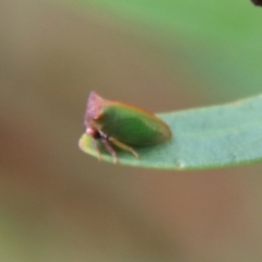 Sextius virescens at Mongarlowe, NSW - 17 Mar 2022