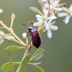 Metriolagria formicicola (Darkling beetle) at Mongarlowe, NSW - 17 Mar 2022 by LisaH