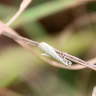 Tipanaea patulella (The White Crambid moth) at Mongarlowe, NSW - 17 Mar 2022 by LisaH