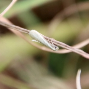 Tipanaea patulella at Mongarlowe, NSW - 17 Mar 2022