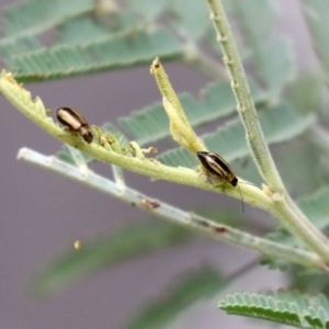 Monolepta froggatti at Paddys River, ACT - 17 Mar 2022