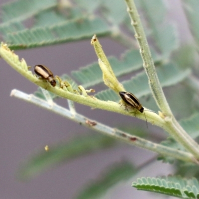 Monolepta froggatti (Leaf beetle) at Namadgi National Park - 17 Mar 2022 by RodDeb