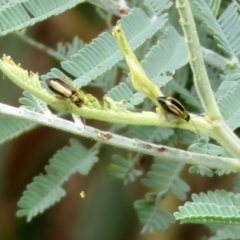 Monolepta froggatti at Paddys River, ACT - 17 Mar 2022