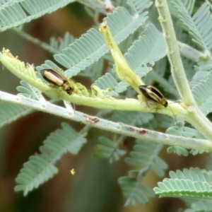 Monolepta froggatti at Paddys River, ACT - 17 Mar 2022