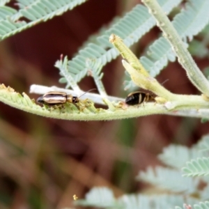 Monolepta froggatti at Paddys River, ACT - 17 Mar 2022