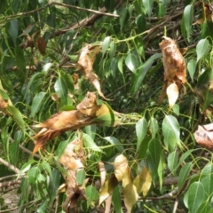 Dichocrocis clytusalis (Kurrajong Leaf-tier, Kurrajong Bag Moth) at Namadgi National Park - 17 Mar 2022 by RodDeb