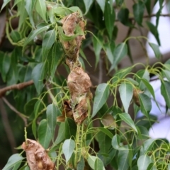 Dichocrocis clytusalis at Paddys River, ACT - 17 Mar 2022