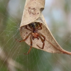 Phonognatha graeffei (Leaf Curling Spider) at Namadgi National Park - 17 Mar 2022 by RodDeb