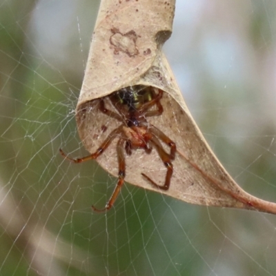 Phonognatha graeffei (Leaf Curling Spider) at Paddys River, ACT - 17 Mar 2022 by RodDeb