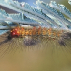 Orgyia anartoides (Painted Apple Moth) at Stromlo, ACT - 13 Mar 2022 by Harrisi