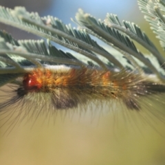 Orgyia anartoides at Stromlo, ACT - 13 Mar 2022 06:20 PM