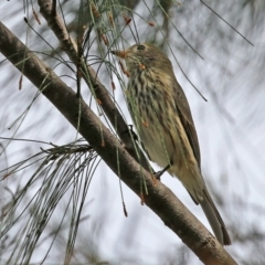 Pachycephala rufiventris (Rufous Whistler) at Namadgi National Park - 17 Mar 2022 by RodDeb