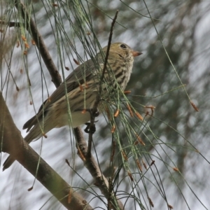 Pachycephala rufiventris at Paddys River, ACT - 17 Mar 2022