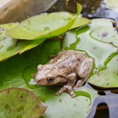 Litoria peronii (Peron's Tree Frog, Emerald Spotted Tree Frog) at Penrose, NSW - 17 Mar 2022 by Aussiegall