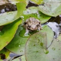 Litoria peronii at Penrose, NSW - 17 Mar 2022 01:23 PM