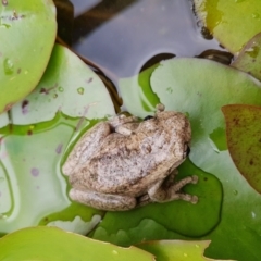 Litoria peronii at Penrose, NSW - 17 Mar 2022 01:23 PM