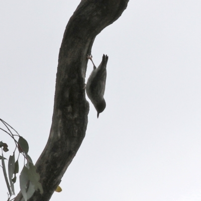 Daphoenositta chrysoptera (Varied Sittella) at Paddys River, ACT - 17 Mar 2022 by RodDeb