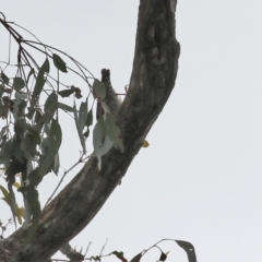 Daphoenositta chrysoptera at Paddys River, ACT - 17 Mar 2022