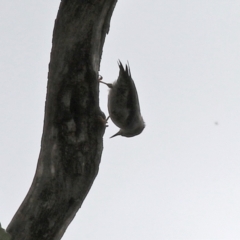 Daphoenositta chrysoptera at Paddys River, ACT - 17 Mar 2022