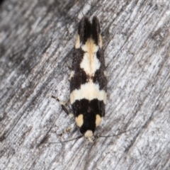 Macrobathra undescribed species No.1 (A Seed borer moth (Cosmopterigidae)) at Melba, ACT - 15 Jan 2022 by kasiaaus