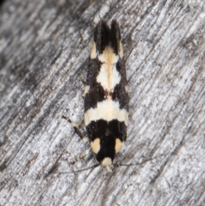 Macrobathra (genus) (A cosmet moth) at Melba, ACT - 15 Jan 2022 by kasiaaus