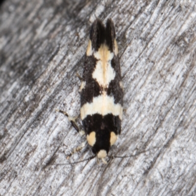 Macrobathra undescribed species No.1 (A Seed borer moth (Cosmopterigidae)) at Melba, ACT - 15 Jan 2022 by kasiaaus