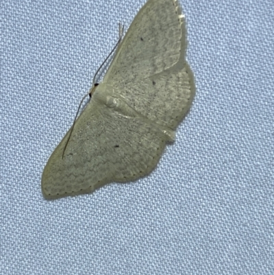 Scopula optivata (Varied Wave) at Jerrabomberra, NSW - 17 Mar 2022 by SteveBorkowskis