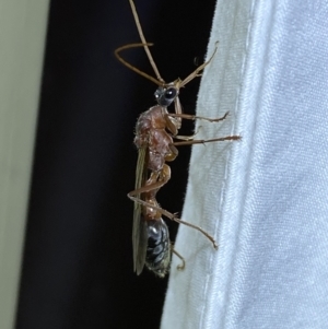 Myrmecia nigriceps at Jerrabomberra, NSW - suppressed