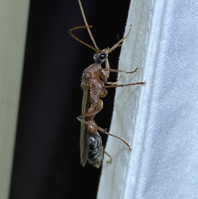 Myrmecia sp. (genus) (Bull ant or Jack Jumper) at QPRC LGA - 17 Mar 2022 by Steve_Bok