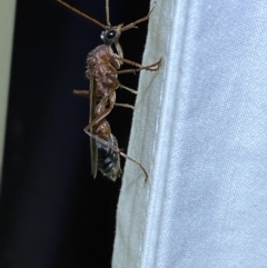 Myrmecia nigriceps at Jerrabomberra, NSW - suppressed