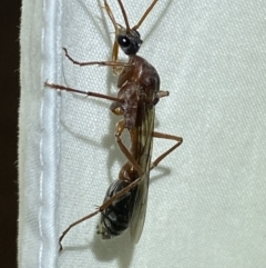 Myrmecia nigriceps at Jerrabomberra, NSW - suppressed