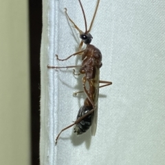 Myrmecia sp. (genus) at Jerrabomberra, NSW - 17 Mar 2022