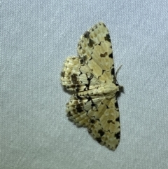 Sandava scitisignata (A noctuid moth) at QPRC LGA - 17 Mar 2022 by Steve_Bok