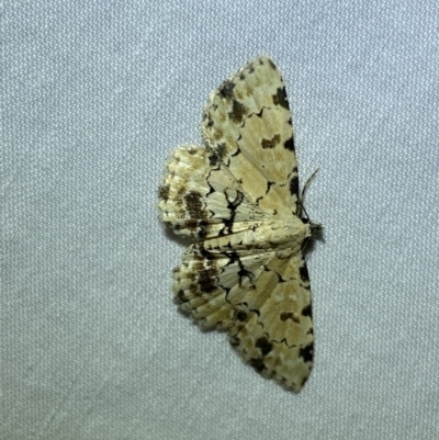 Sandava scitisignata (A noctuid moth) at Jerrabomberra, NSW - 17 Mar 2022 by Steve_Bok