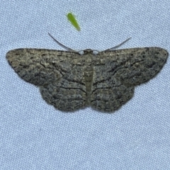 Boarmiini (tribe) (Unidentified Looper moth) at Jerrabomberra, NSW - 17 Mar 2022 by SteveBorkowskis