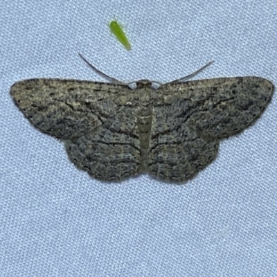 Boarmiini (tribe) (Unidentified Looper moth) at Jerrabomberra, NSW - 17 Mar 2022 by Steve_Bok