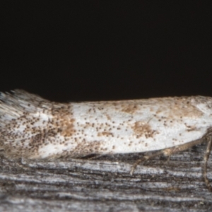 Oecophoridae (family) at Melba, ACT - 15 Jan 2022