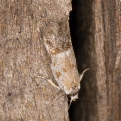 Oecophoridae (family) at Melba, ACT - 15 Jan 2022 11:31 PM