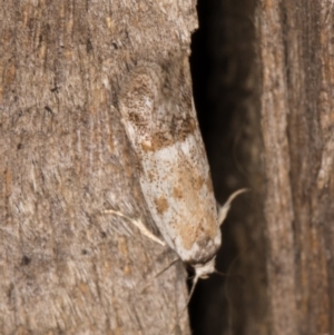 Oecophoridae (family) at Melba, ACT - 15 Jan 2022