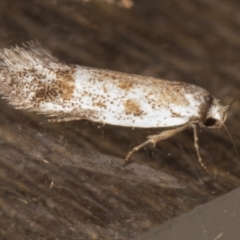 Oecophoridae (family) at Melba, ACT - 15 Jan 2022