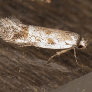 Oecophoridae (family) at Melba, ACT - 15 Jan 2022 11:31 PM