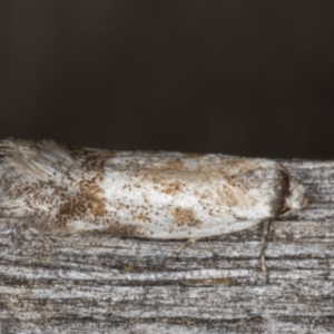 Oecophoridae (family) at Melba, ACT - 15 Jan 2022