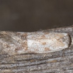 Oecophoridae (family) at Melba, ACT - 15 Jan 2022