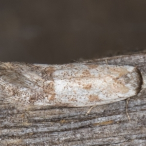 Oecophoridae (family) at Melba, ACT - 15 Jan 2022 11:31 PM