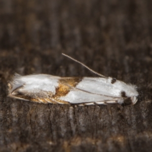 Tineidae (family) at Melba, ACT - 15 Jan 2022 11:35 PM